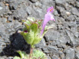 Image of common henbit