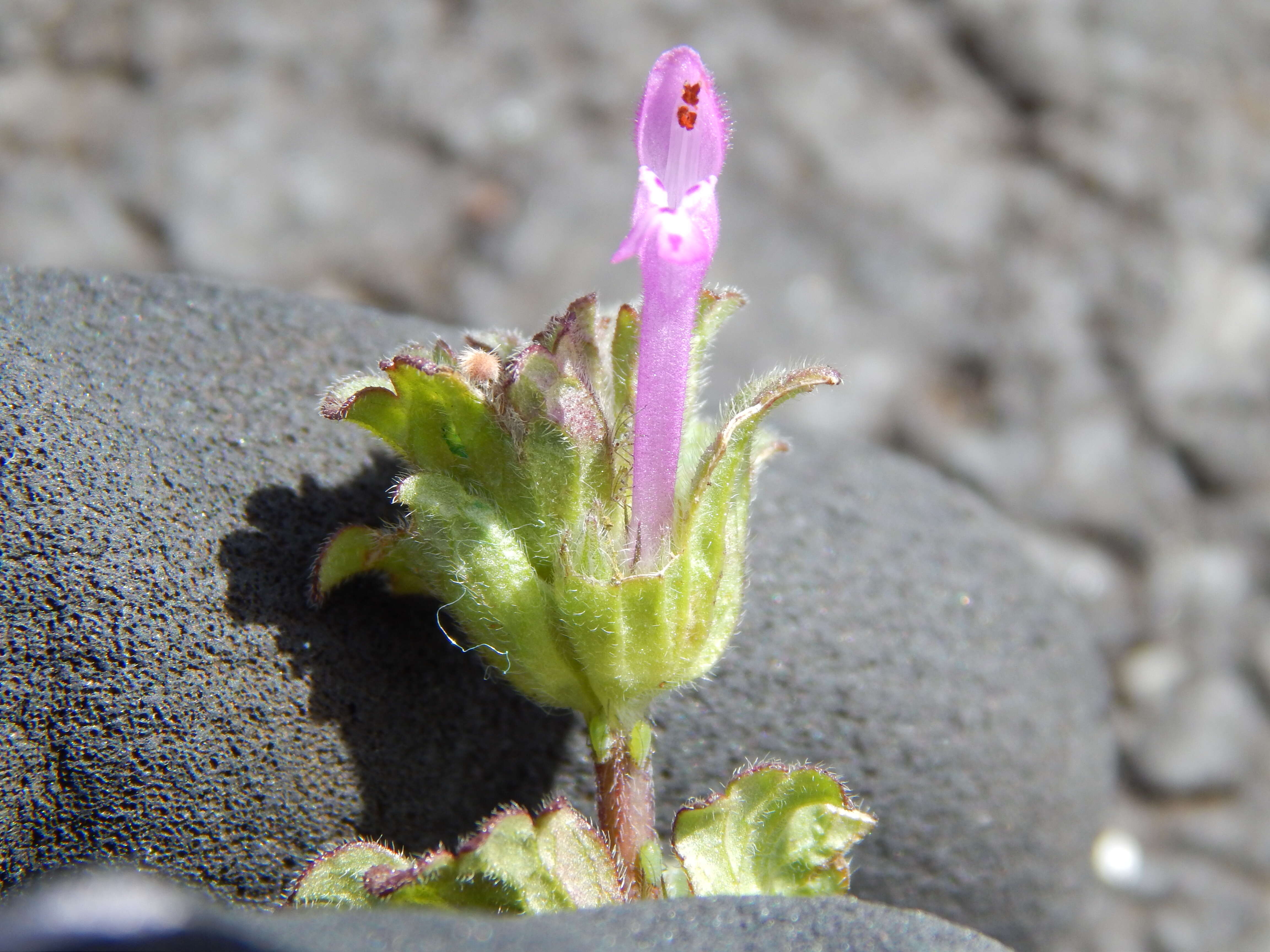 Image of common henbit