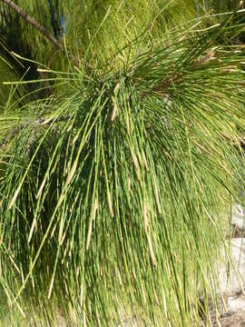 Image of gray sheoak