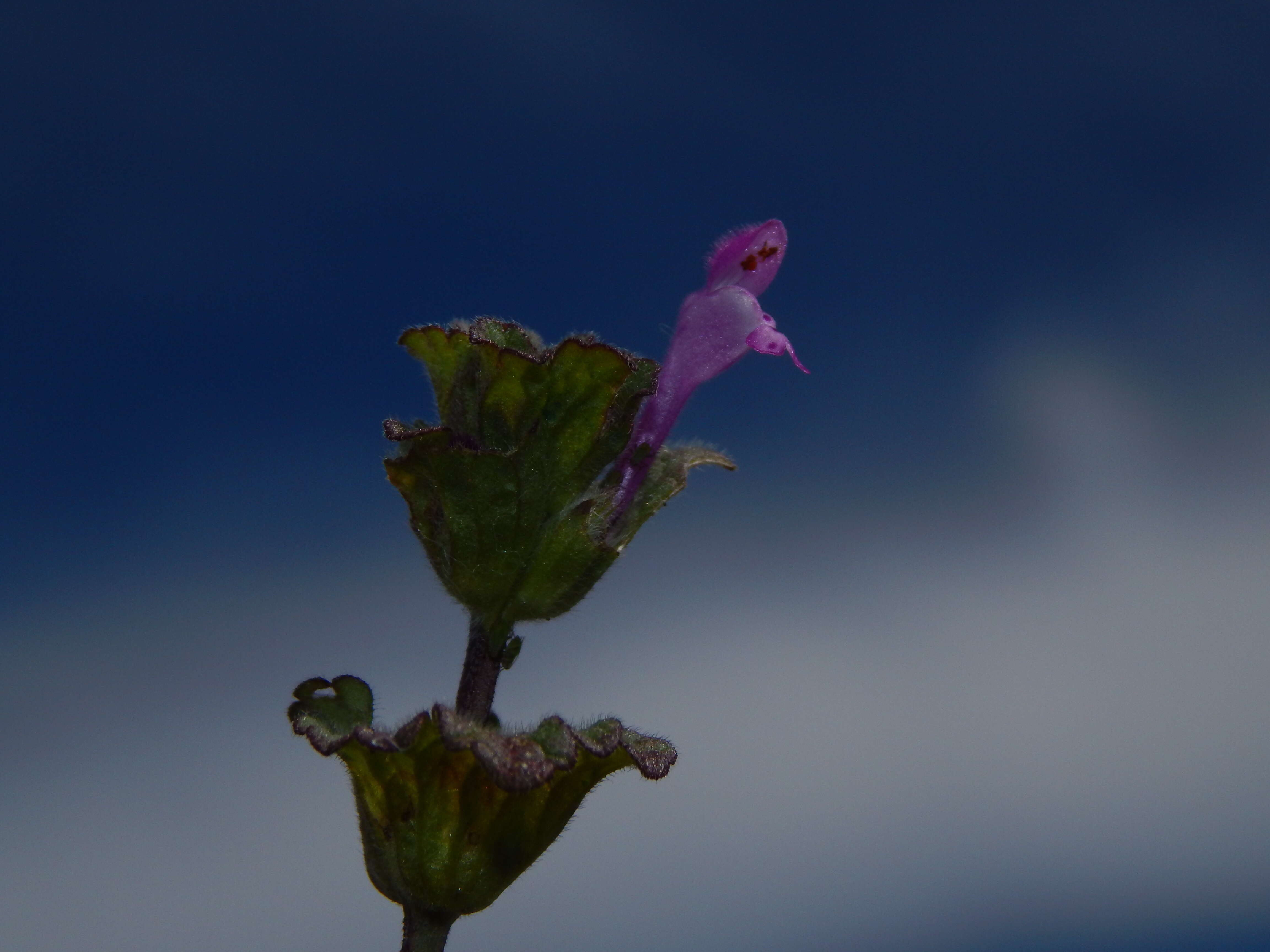 Image of common henbit