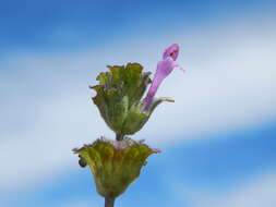 Image of common henbit