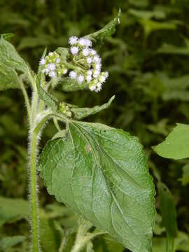 Imagem de Ageratum conyzoides L.