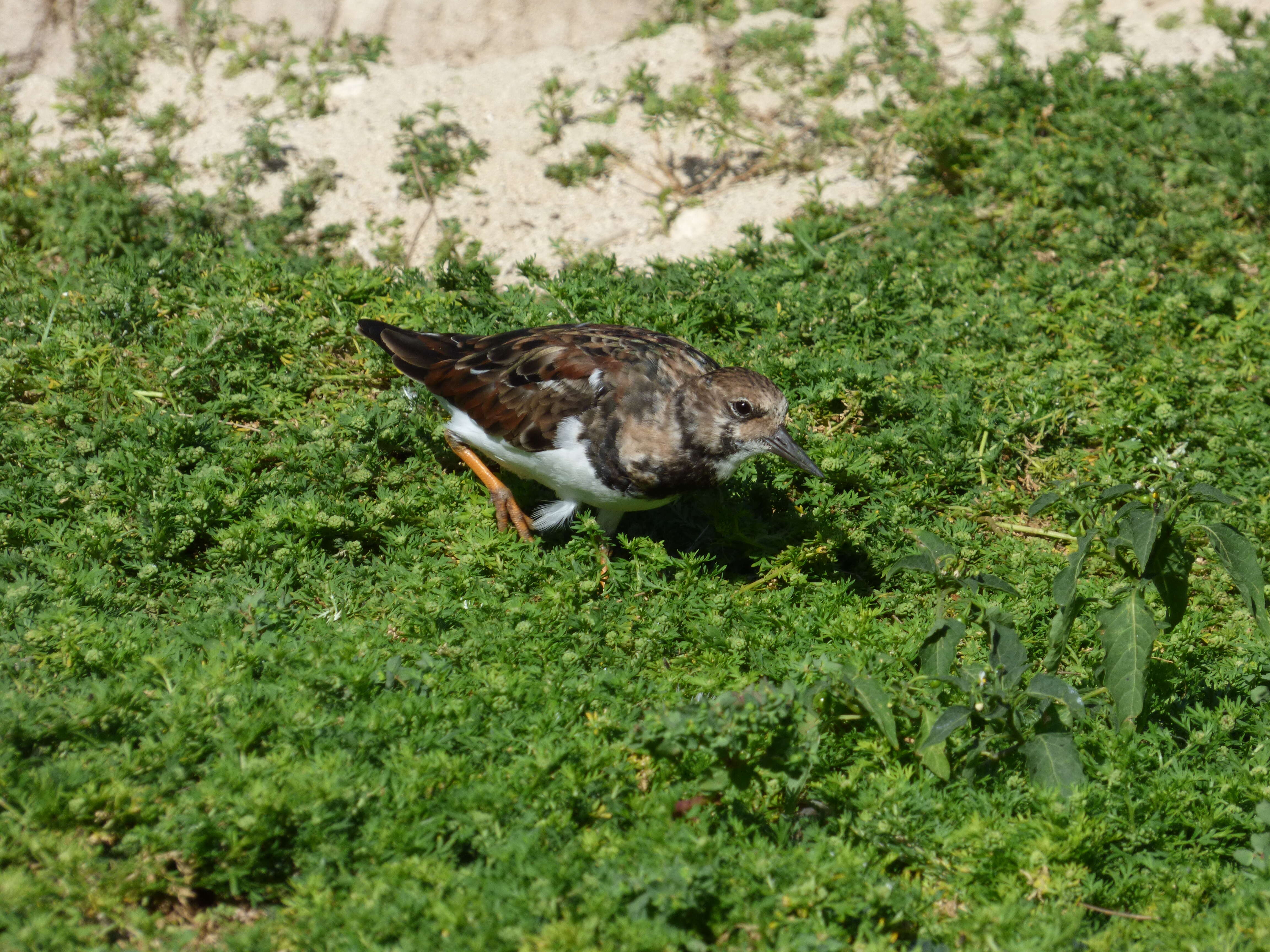 Image of Lesser swine-cress