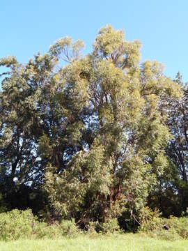 Image of southern mahogany