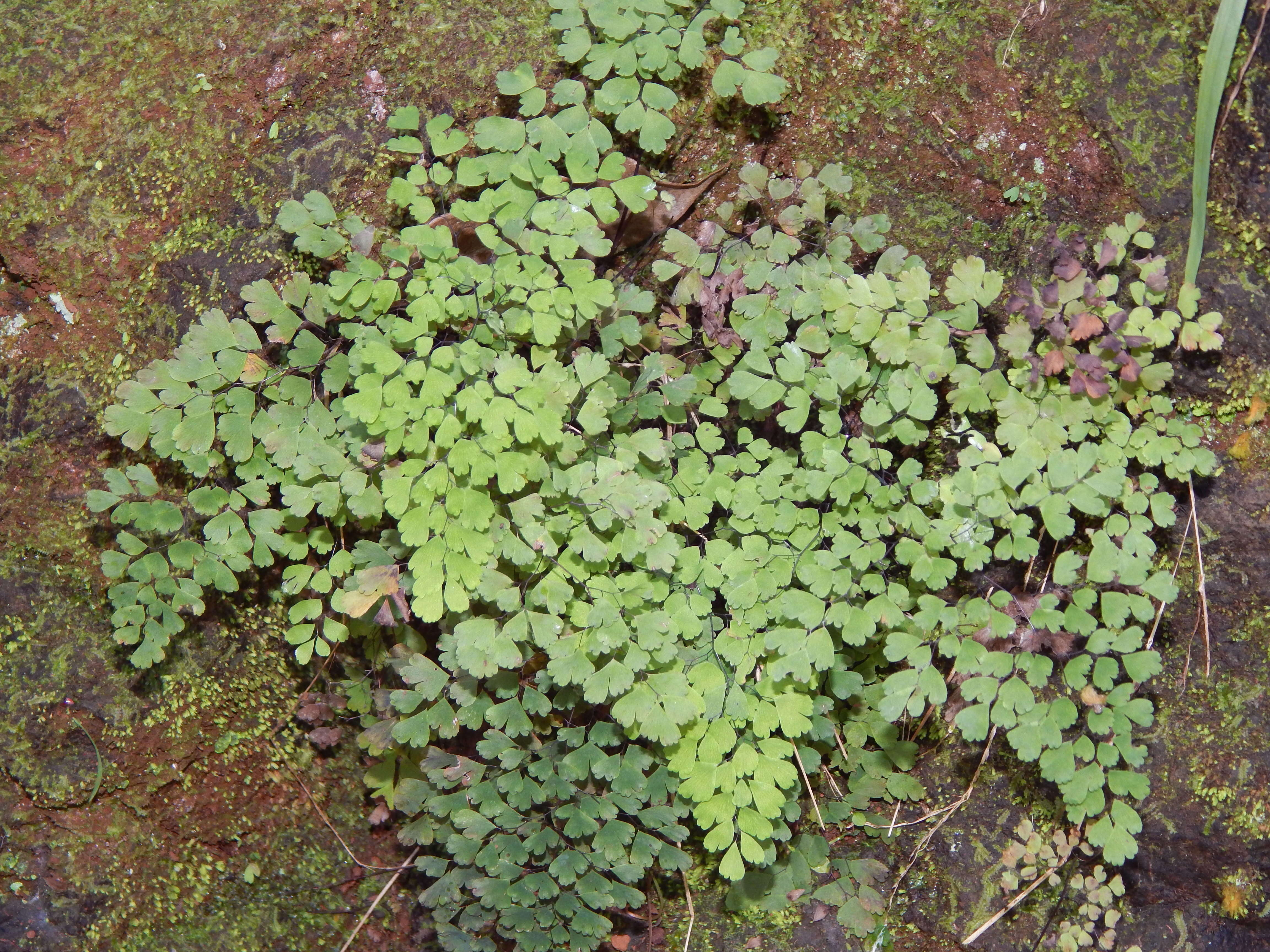 Image of delta maidenhair