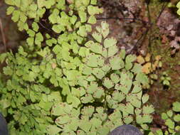 Image of delta maidenhair