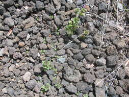 Image of common henbit