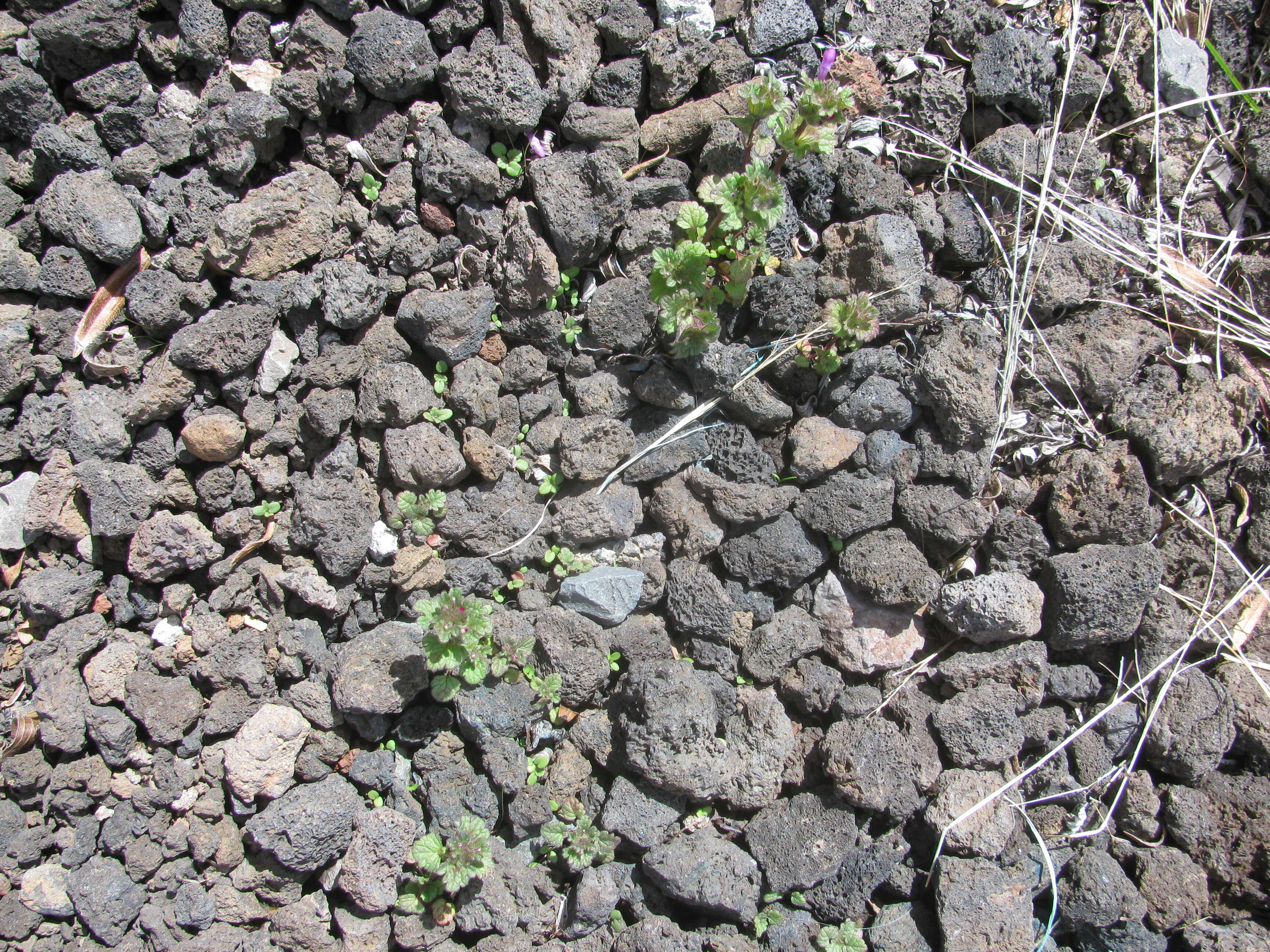 Image of common henbit