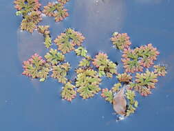 Image of feathered mosquitofern