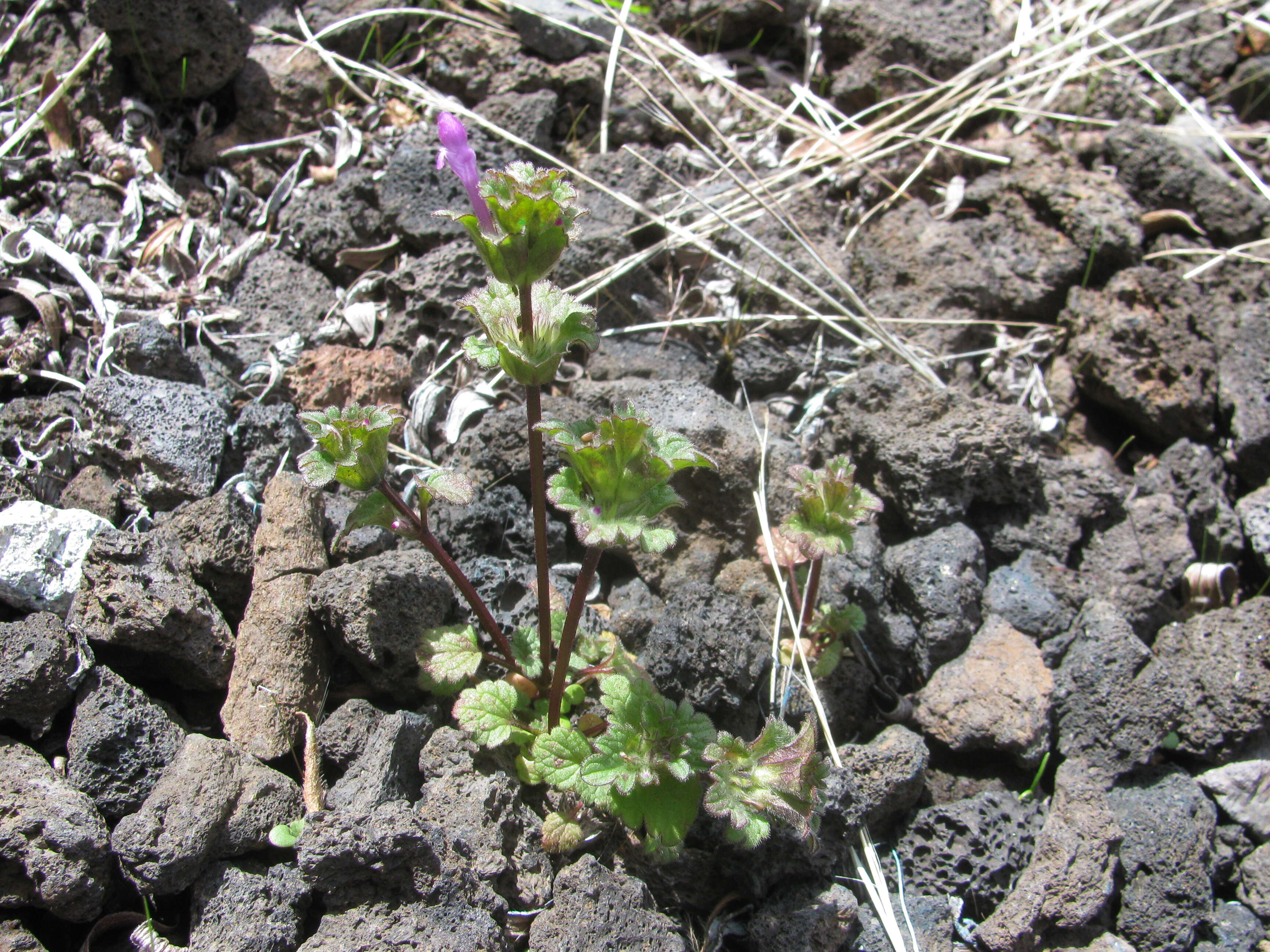 Image of common henbit