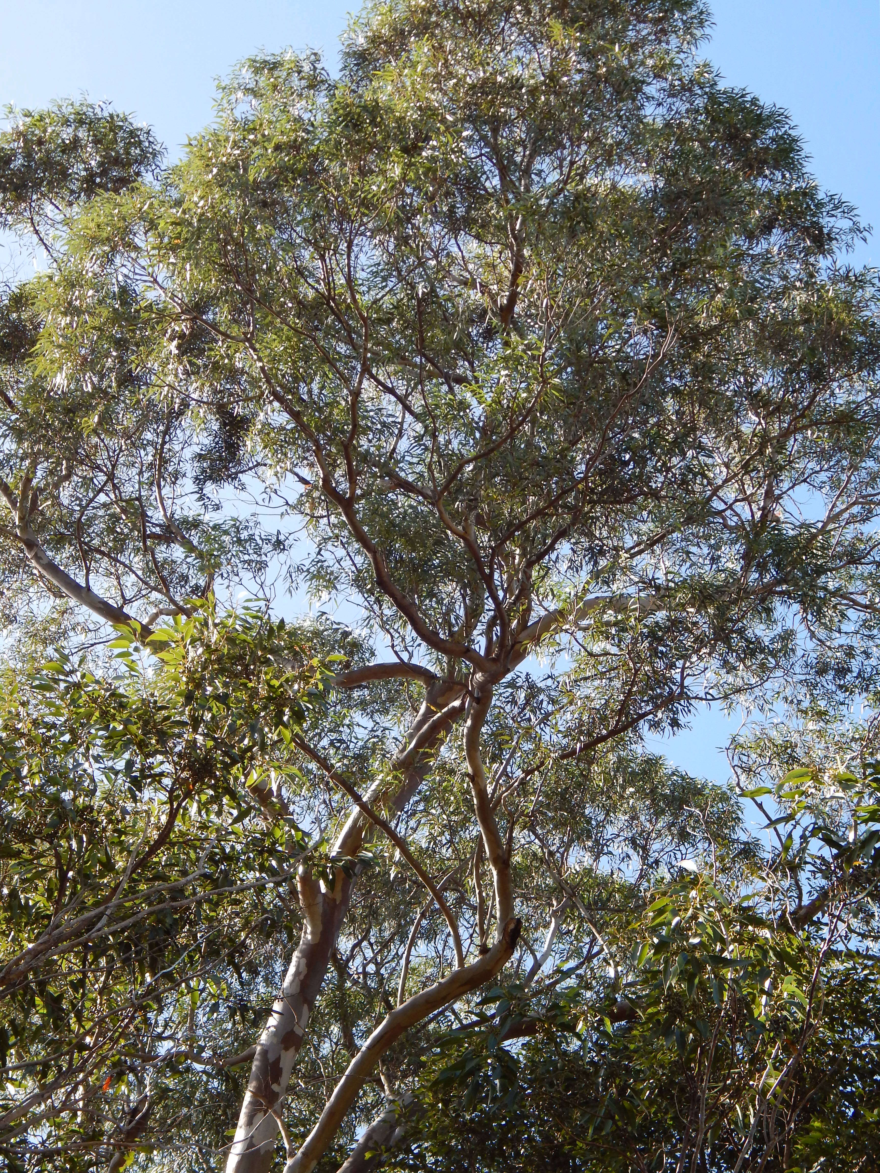 Imagem de Eucalyptus tereticornis Sm.