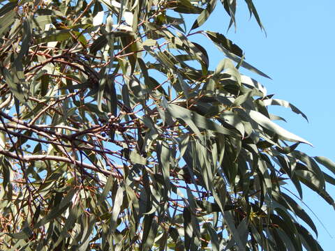 Image of forest redgum