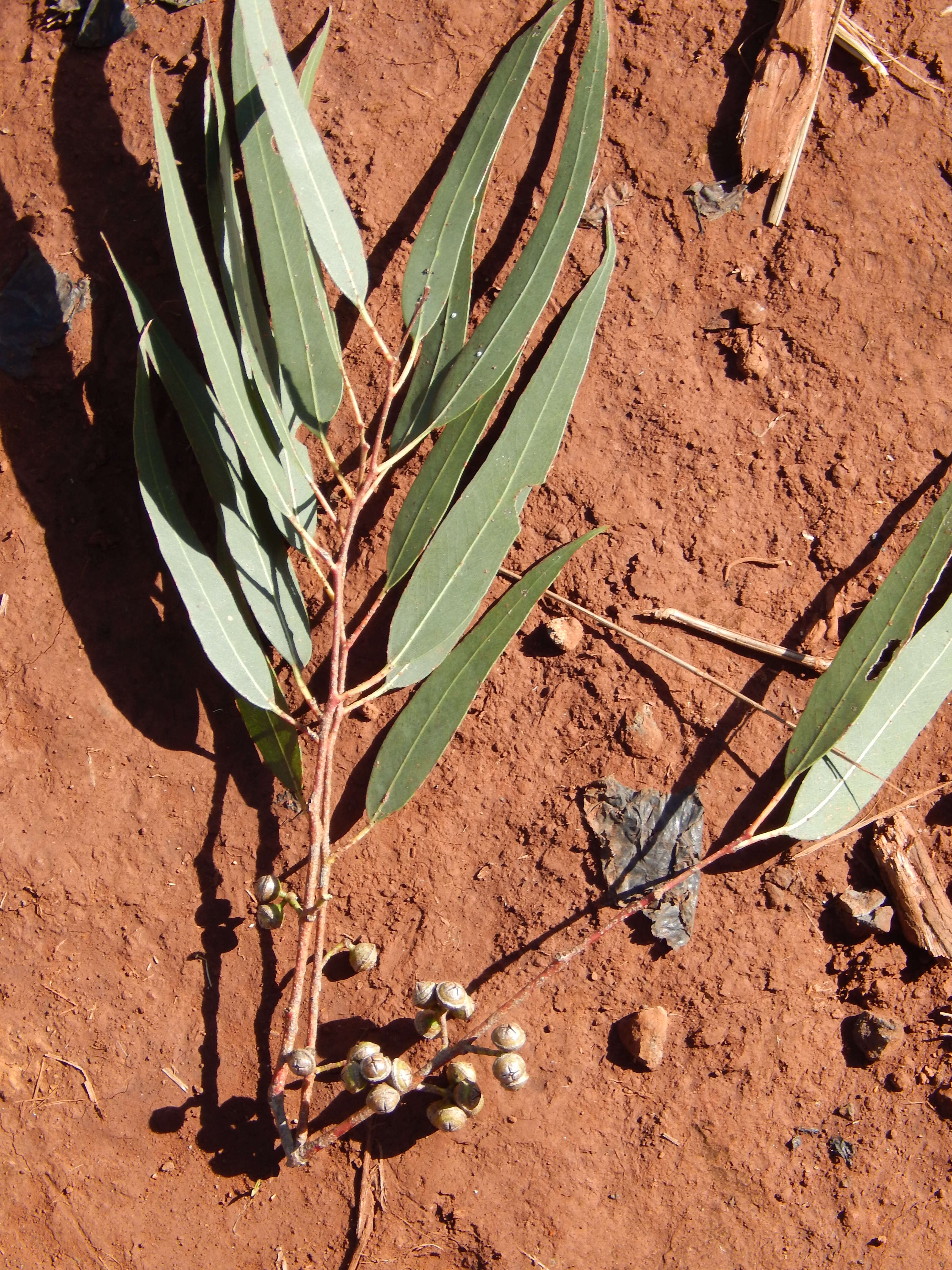 Imagem de Eucalyptus tereticornis Sm.