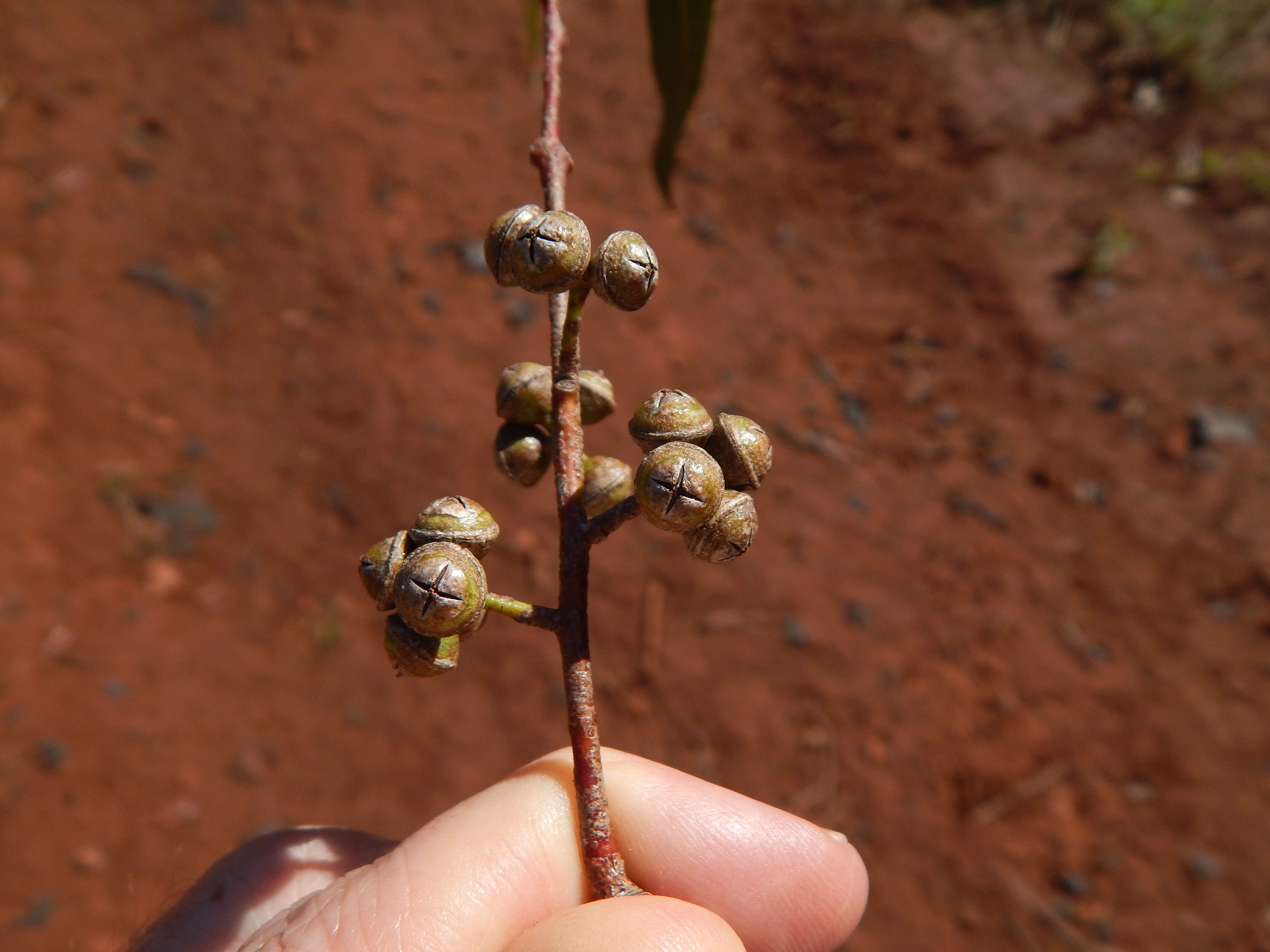 Imagem de Eucalyptus tereticornis Sm.