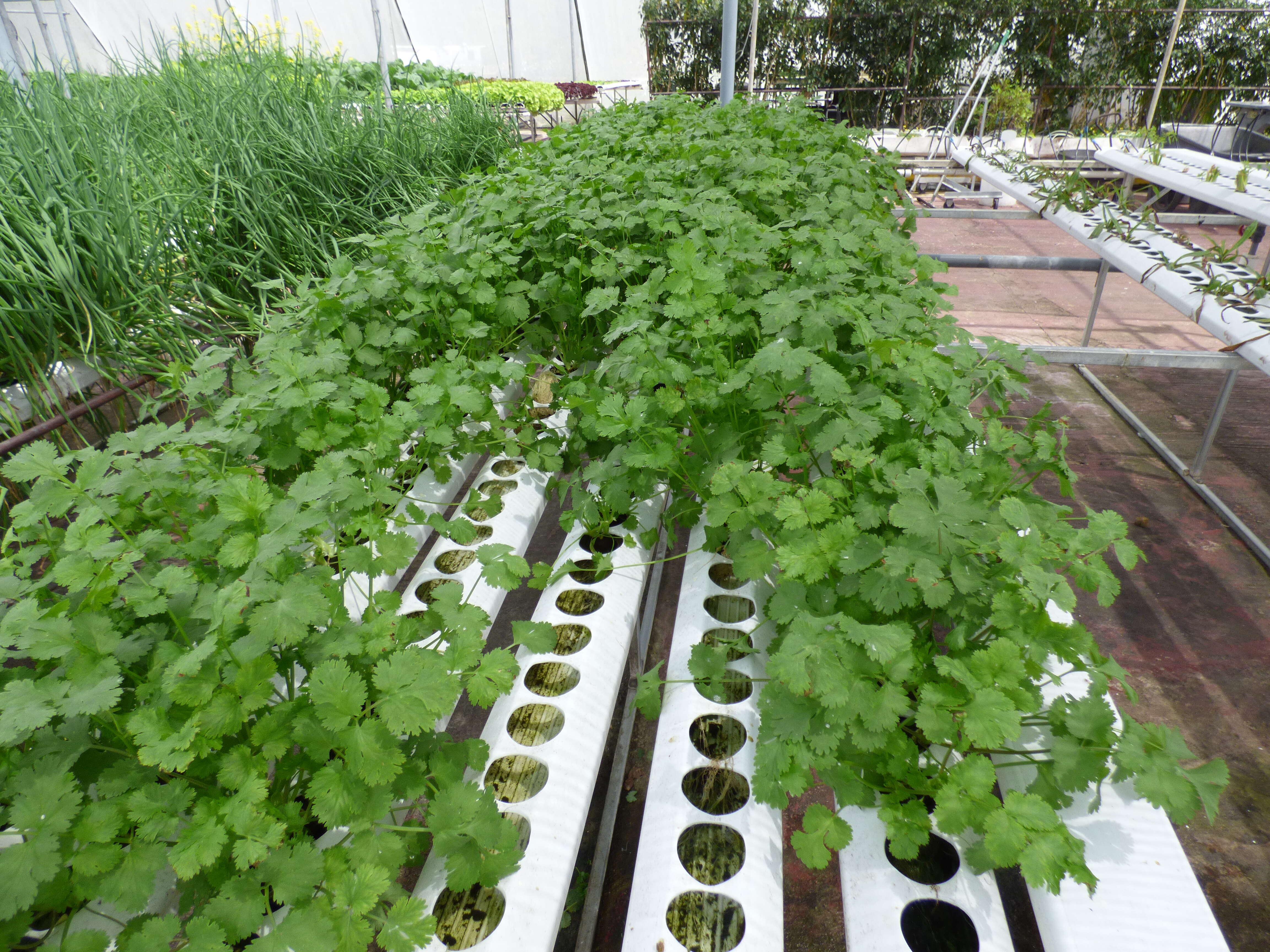 Image of coriander