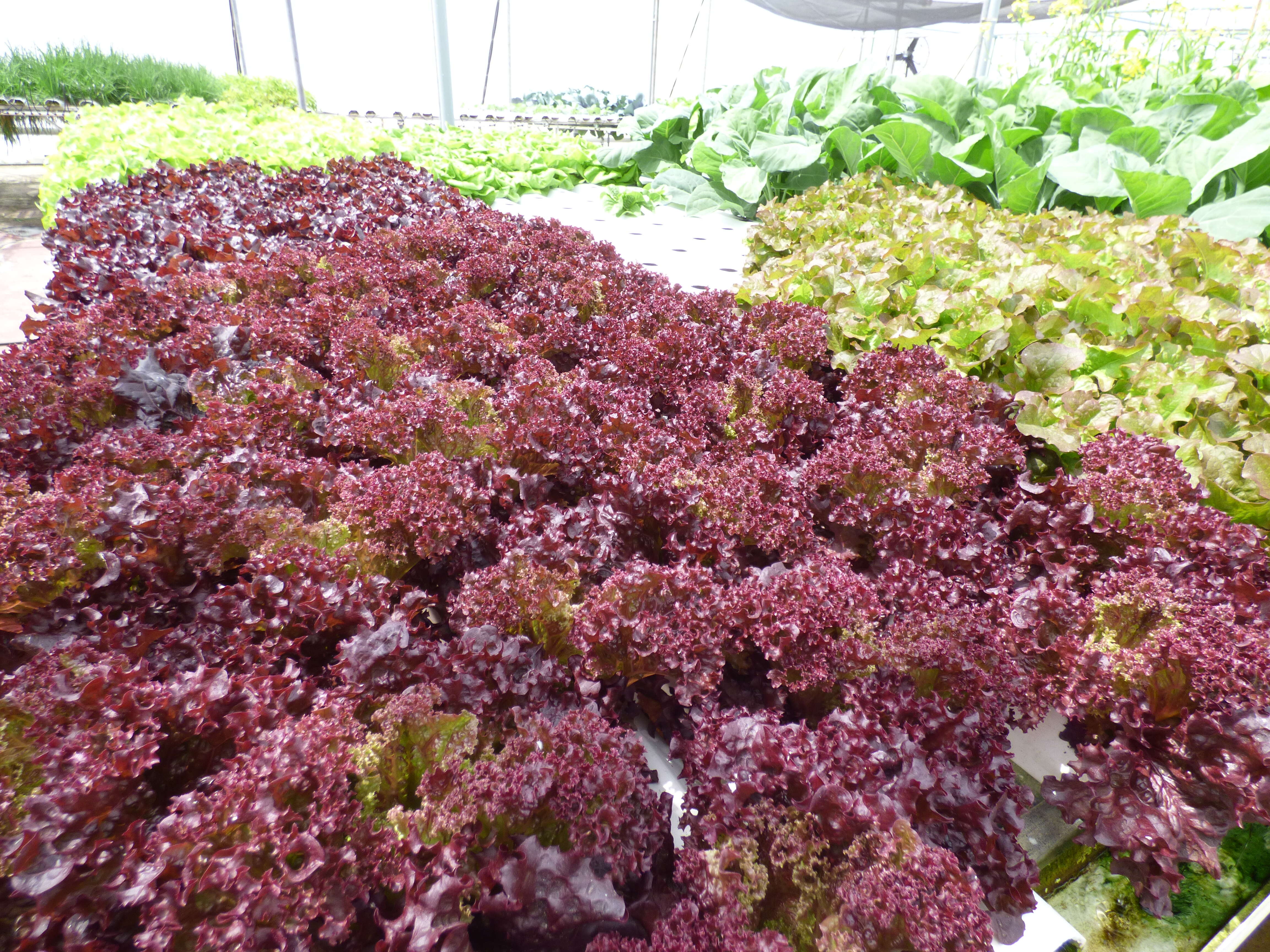 Image of garden lettuce