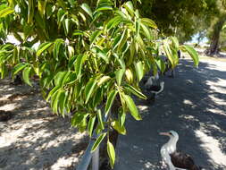 Imagem de Ficus benjamina L.