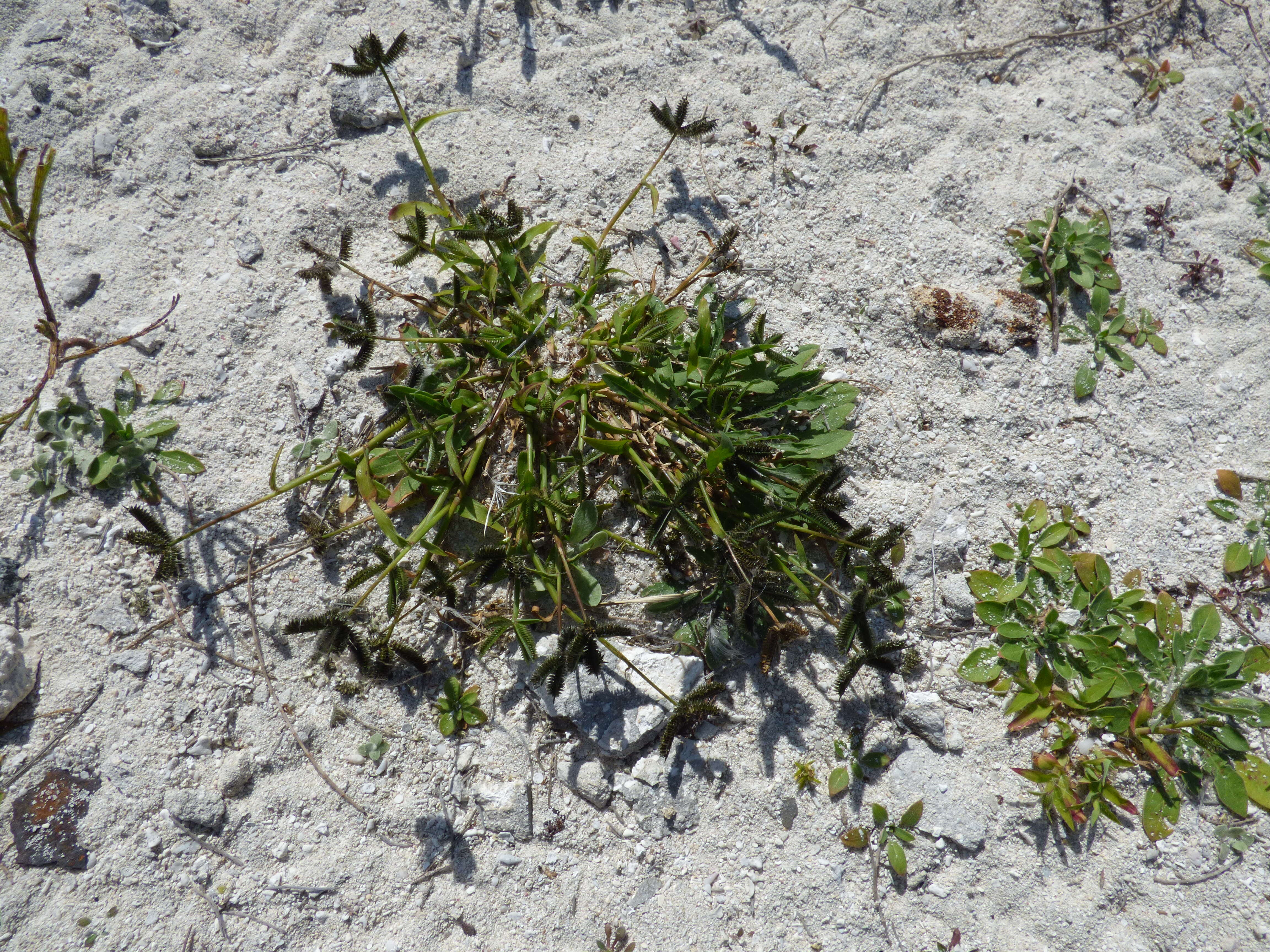 Image of Durban crowfoot grass