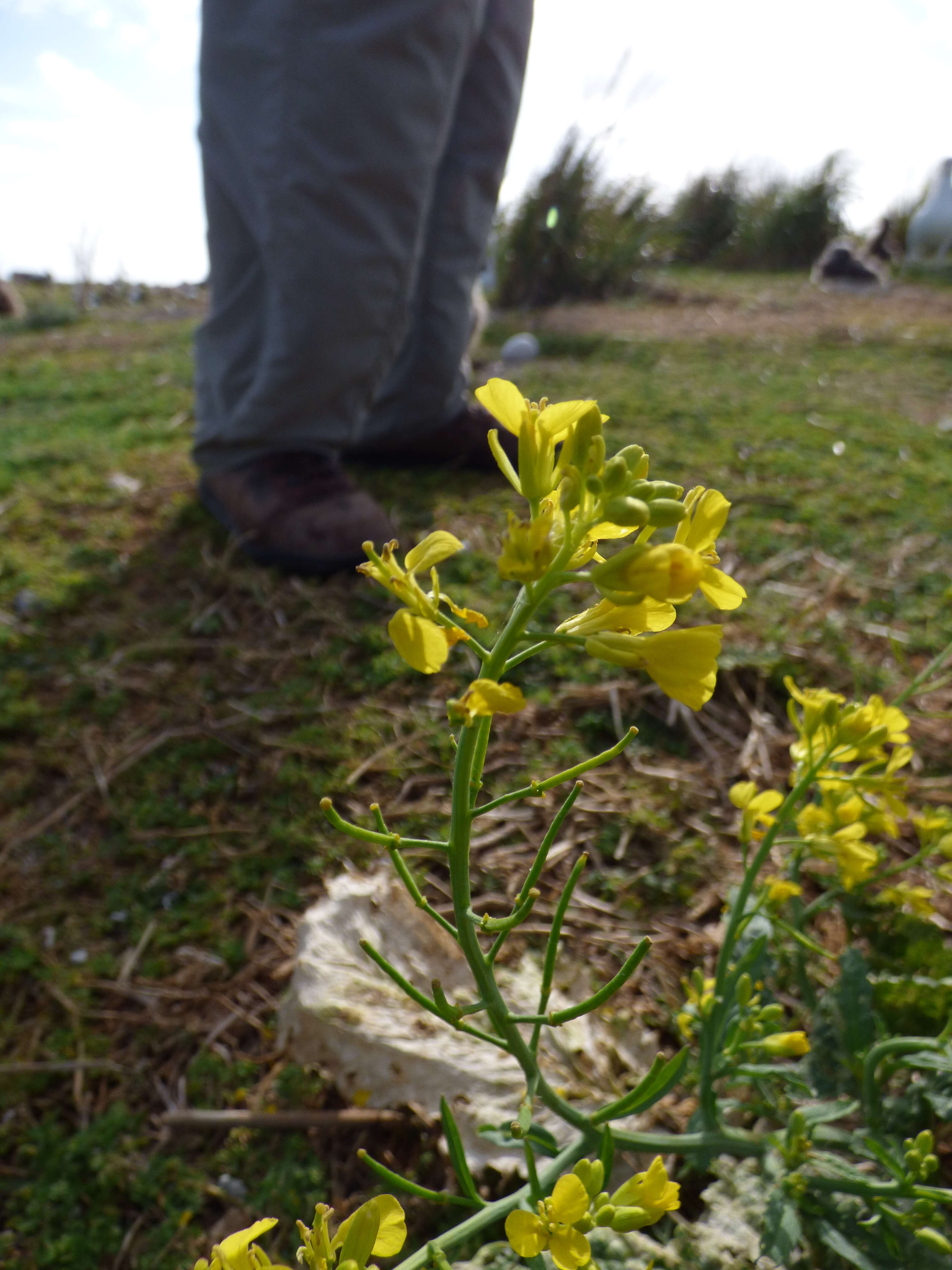 Image of Chinese mustard