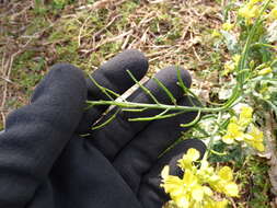 Слика од Brassica juncea (L.) Czern.