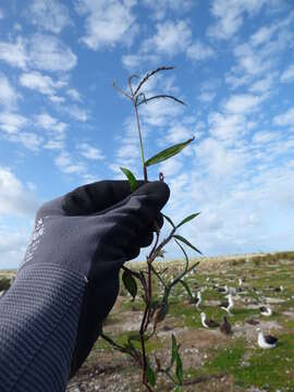 Image of southern crabgrass