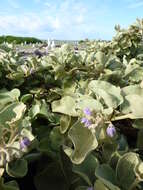 Image de Solanum nelsonii Dun.