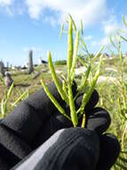 Image of Chinese mustard