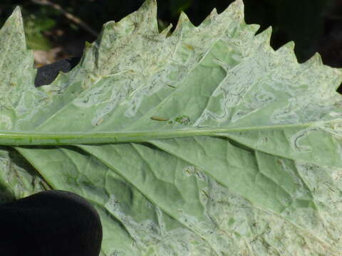 Image of Chinese mustard