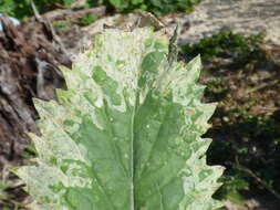 Слика од Brassica juncea (L.) Czern.