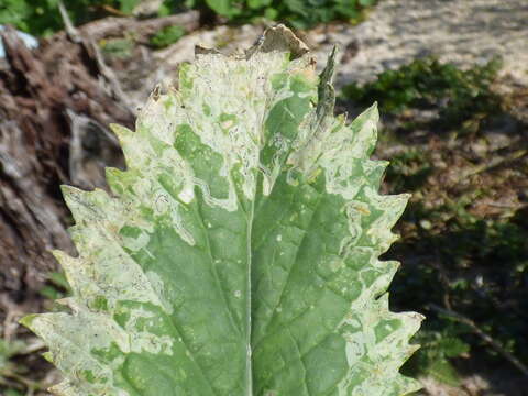 Image of Chinese mustard