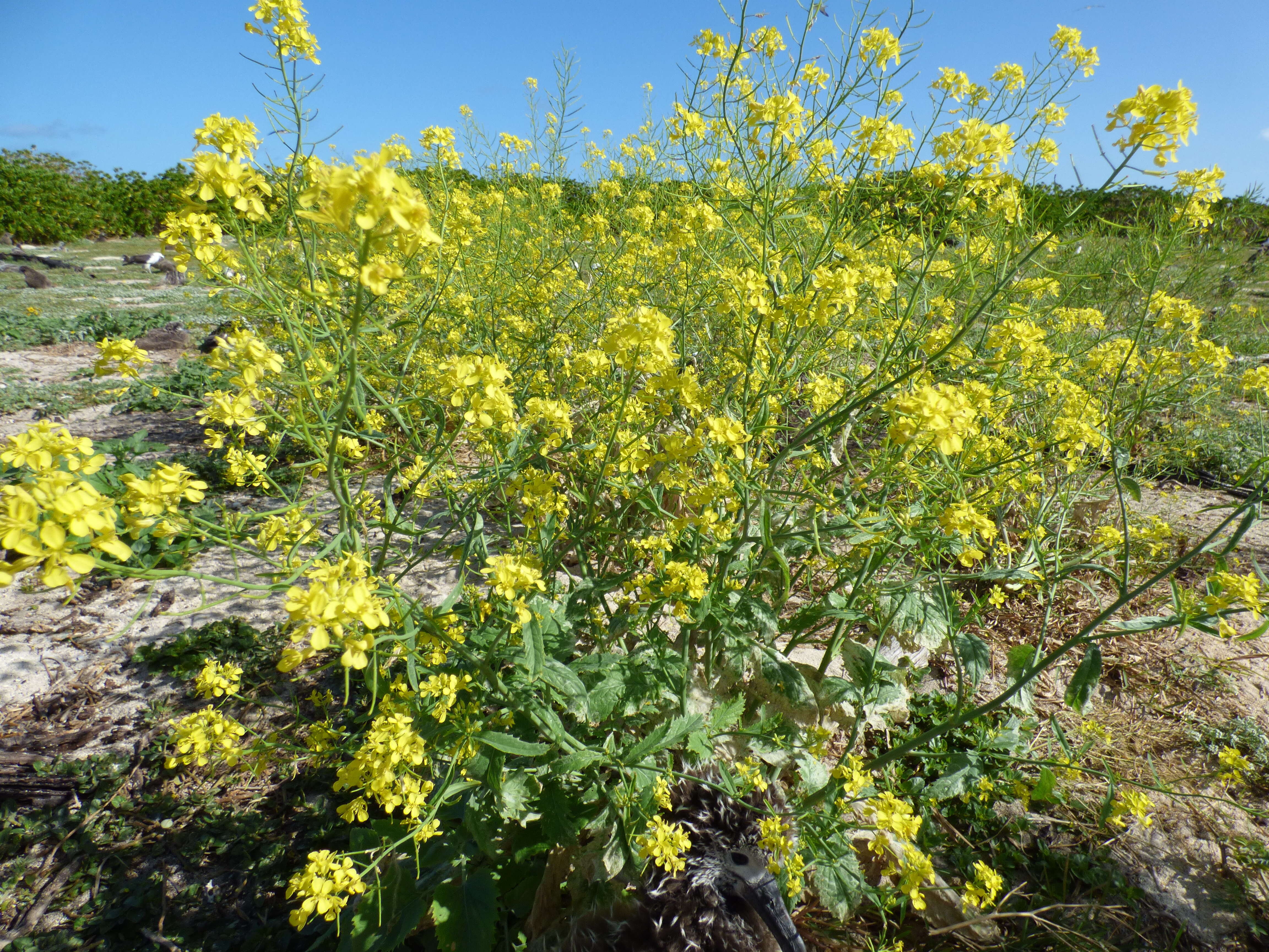 Image of Chinese mustard