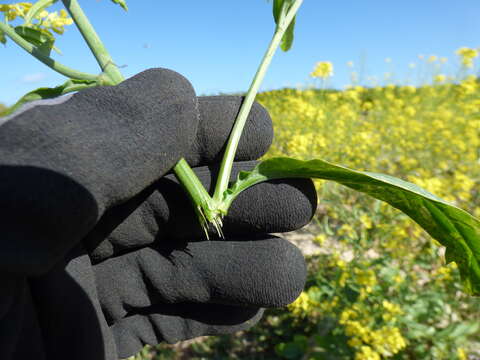 Image of Chinese mustard