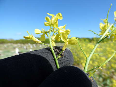 Image of Chinese mustard