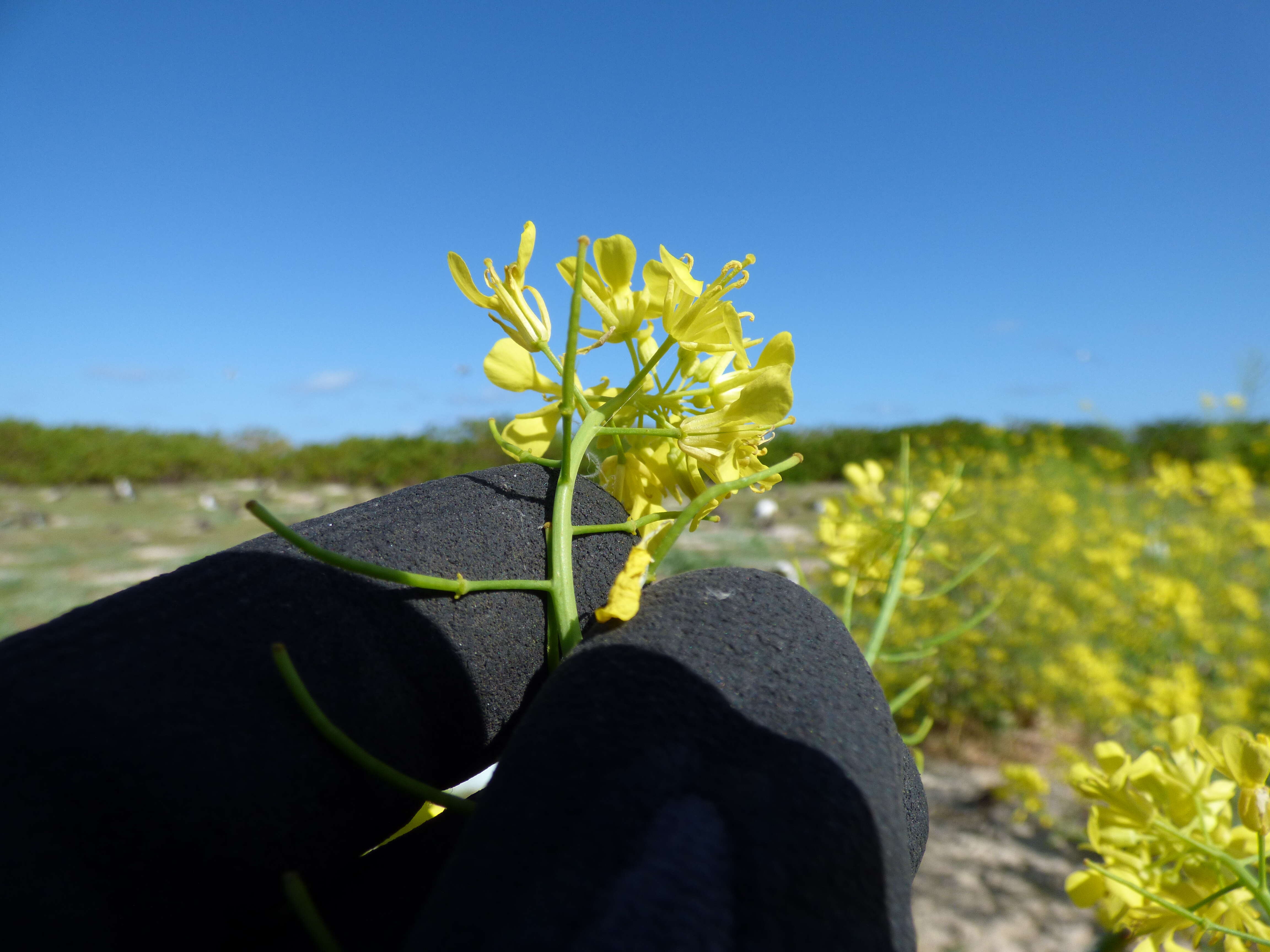 Image of Chinese mustard