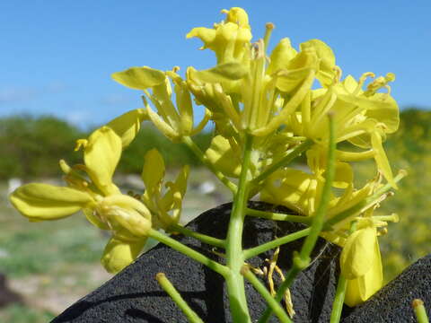 Image of Chinese mustard