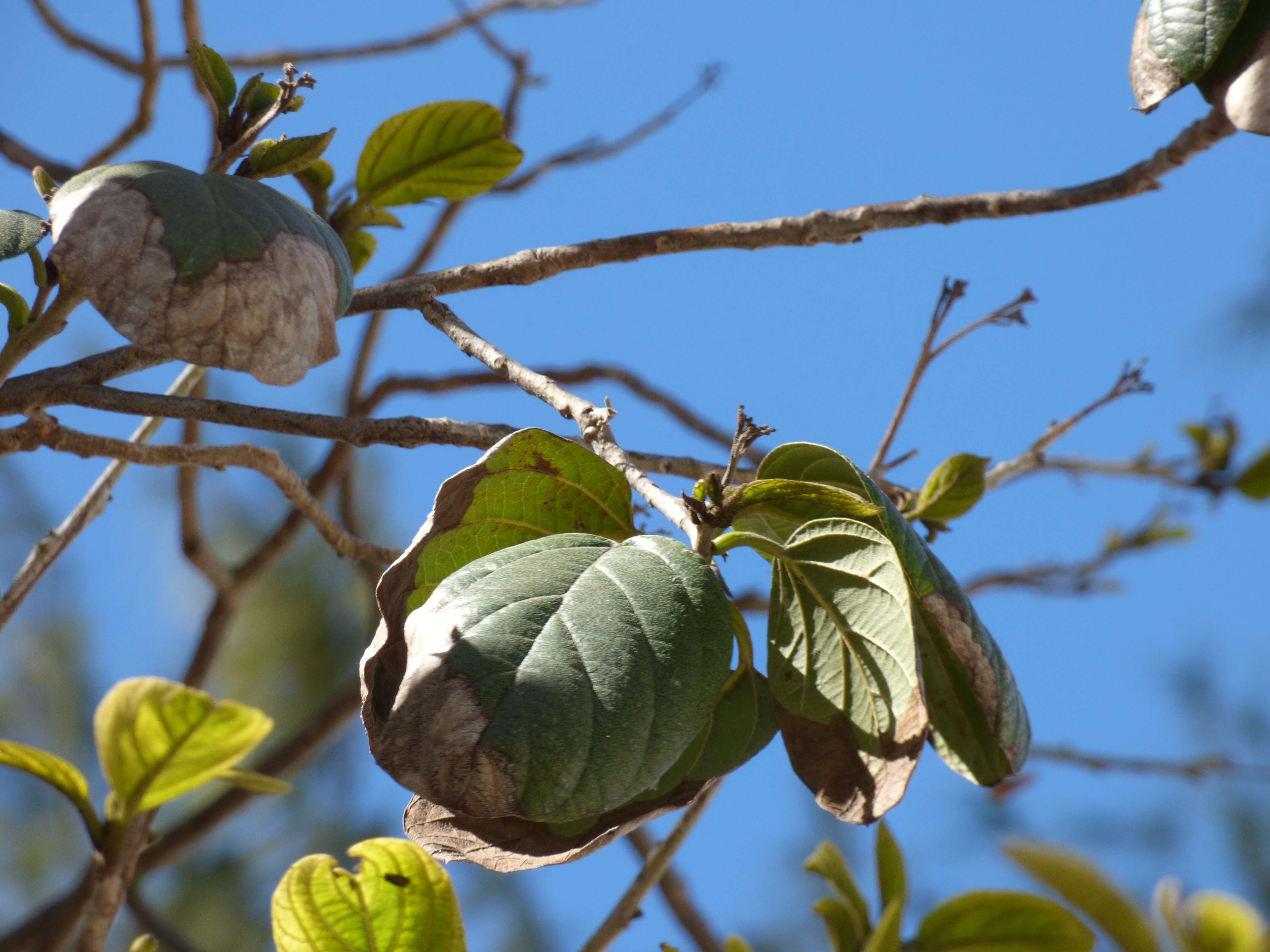 Image of largeleaf geigertree