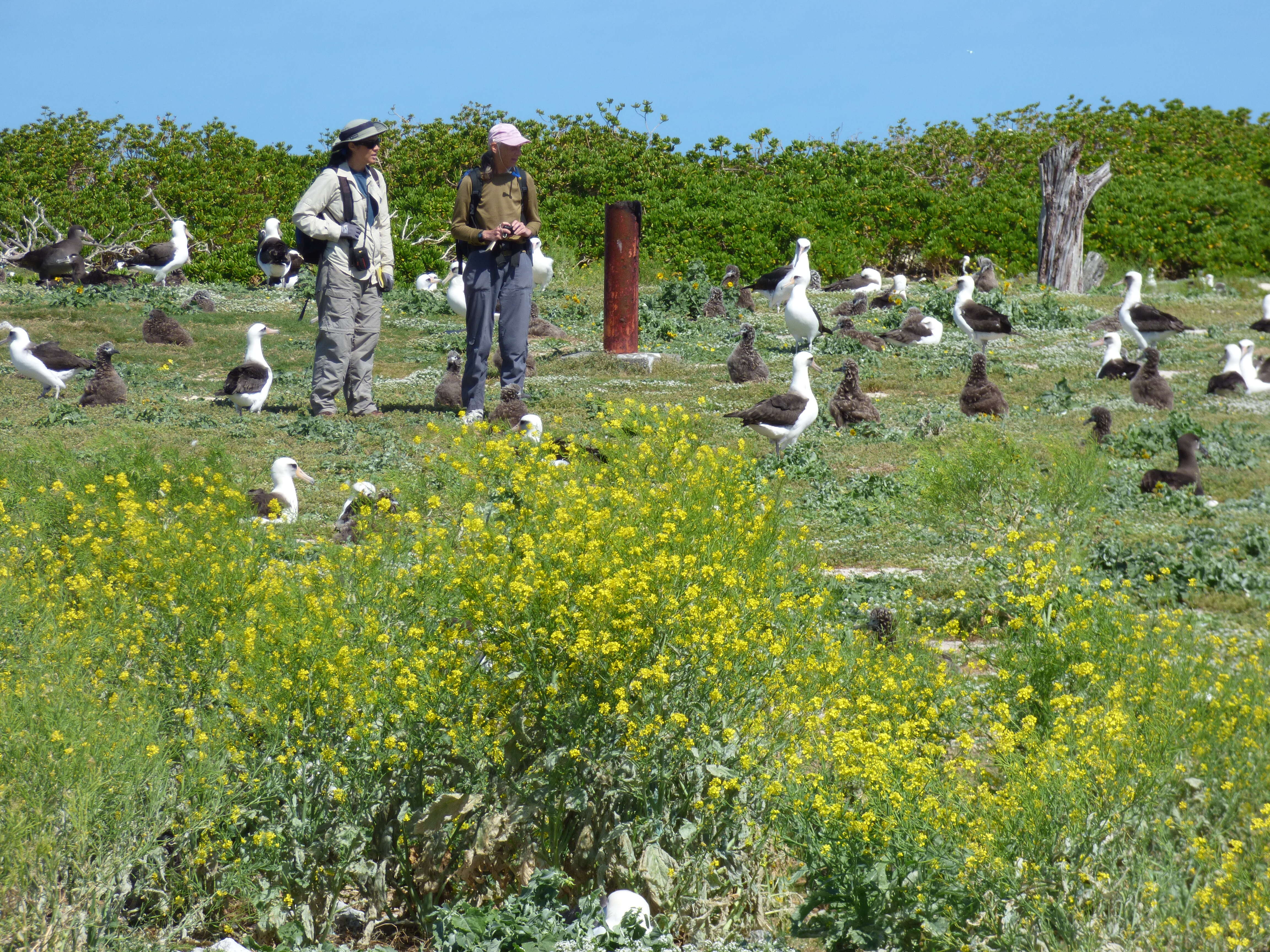 Image of Chinese mustard