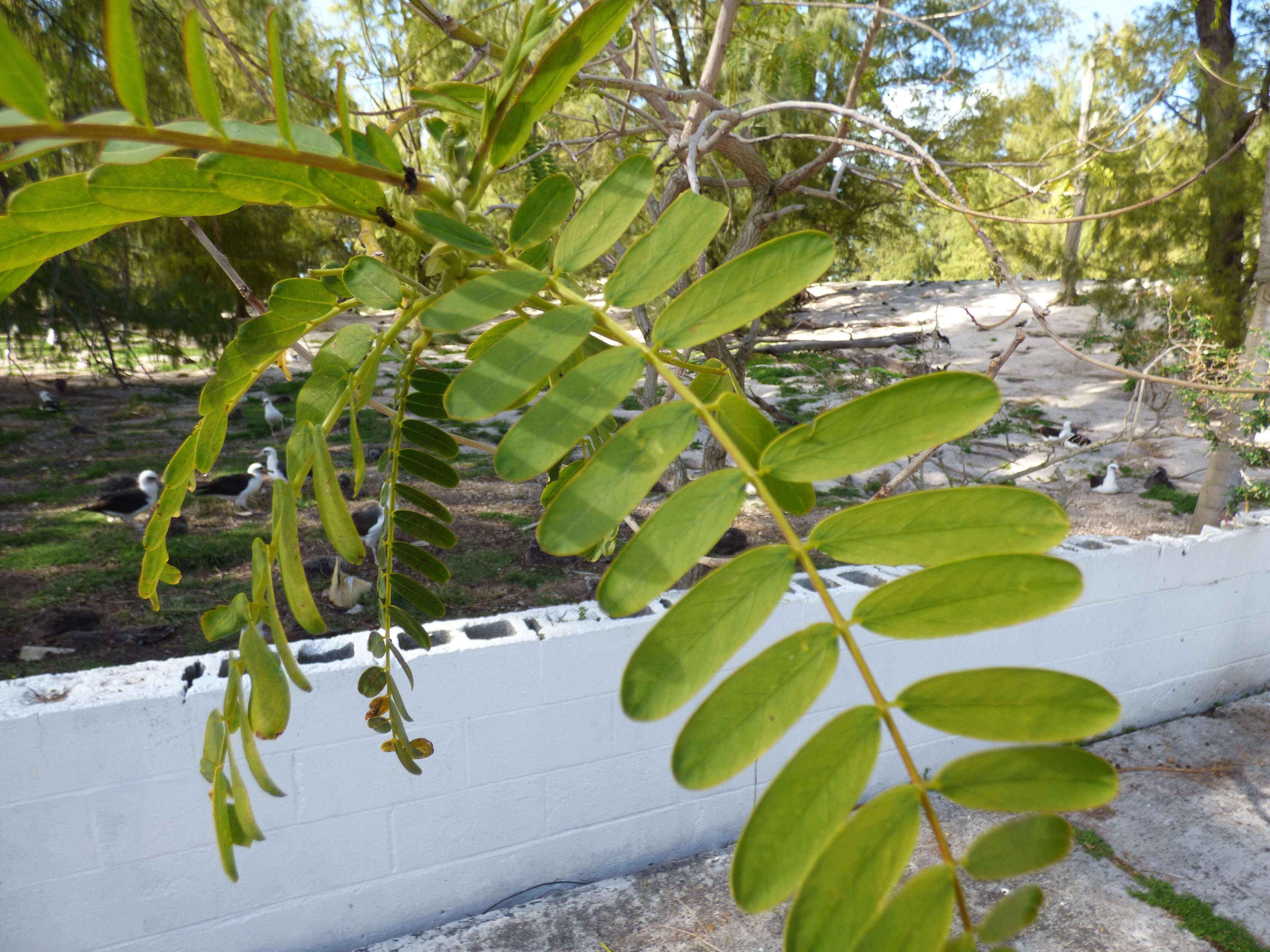 Слика од Sesbania grandiflora (L.) Pers.