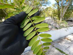 Слика од Sesbania grandiflora (L.) Pers.