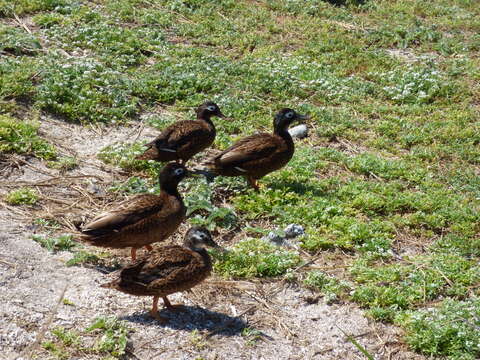 Image of Laysan Duck