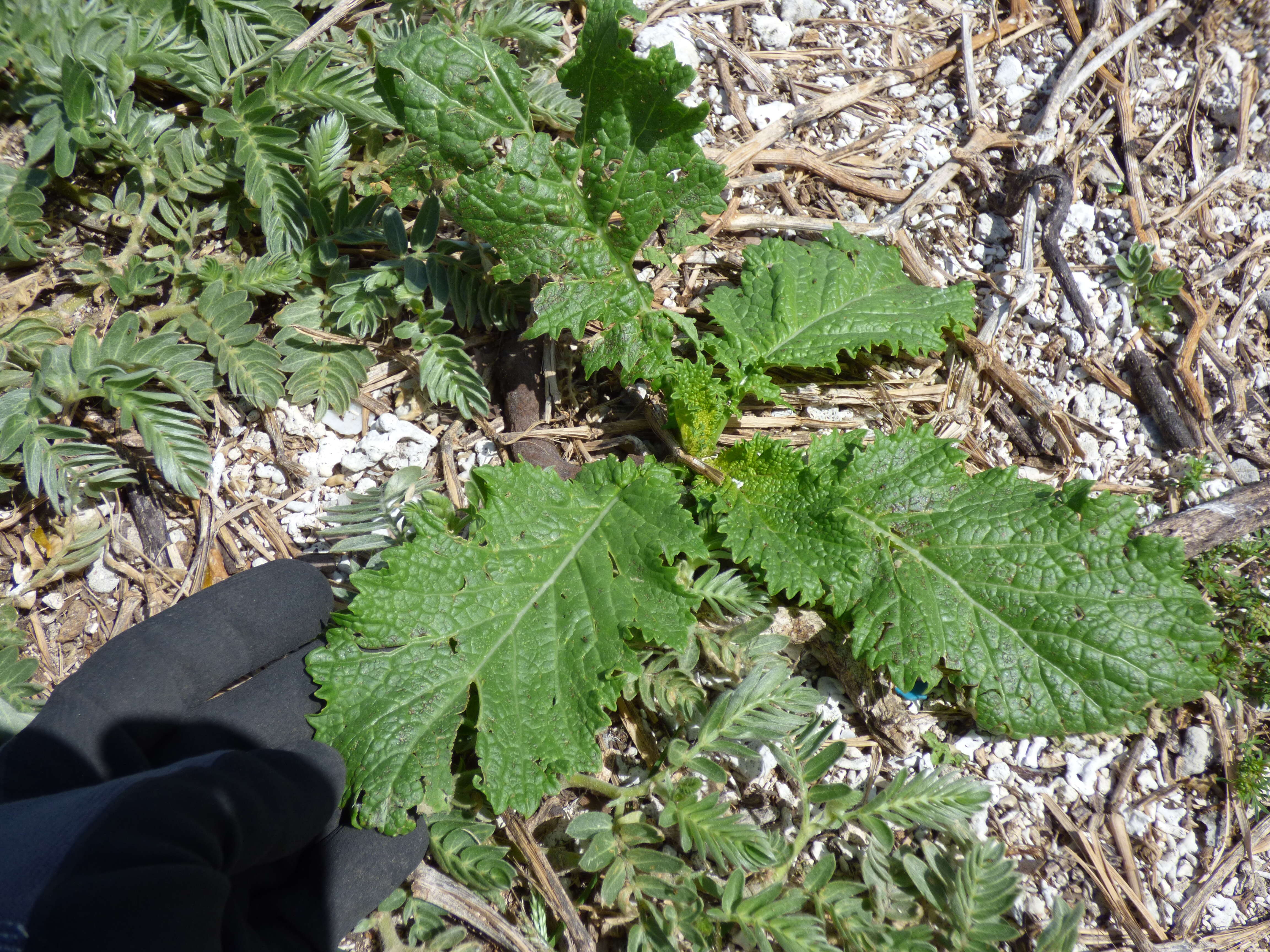 Image of Chinese mustard