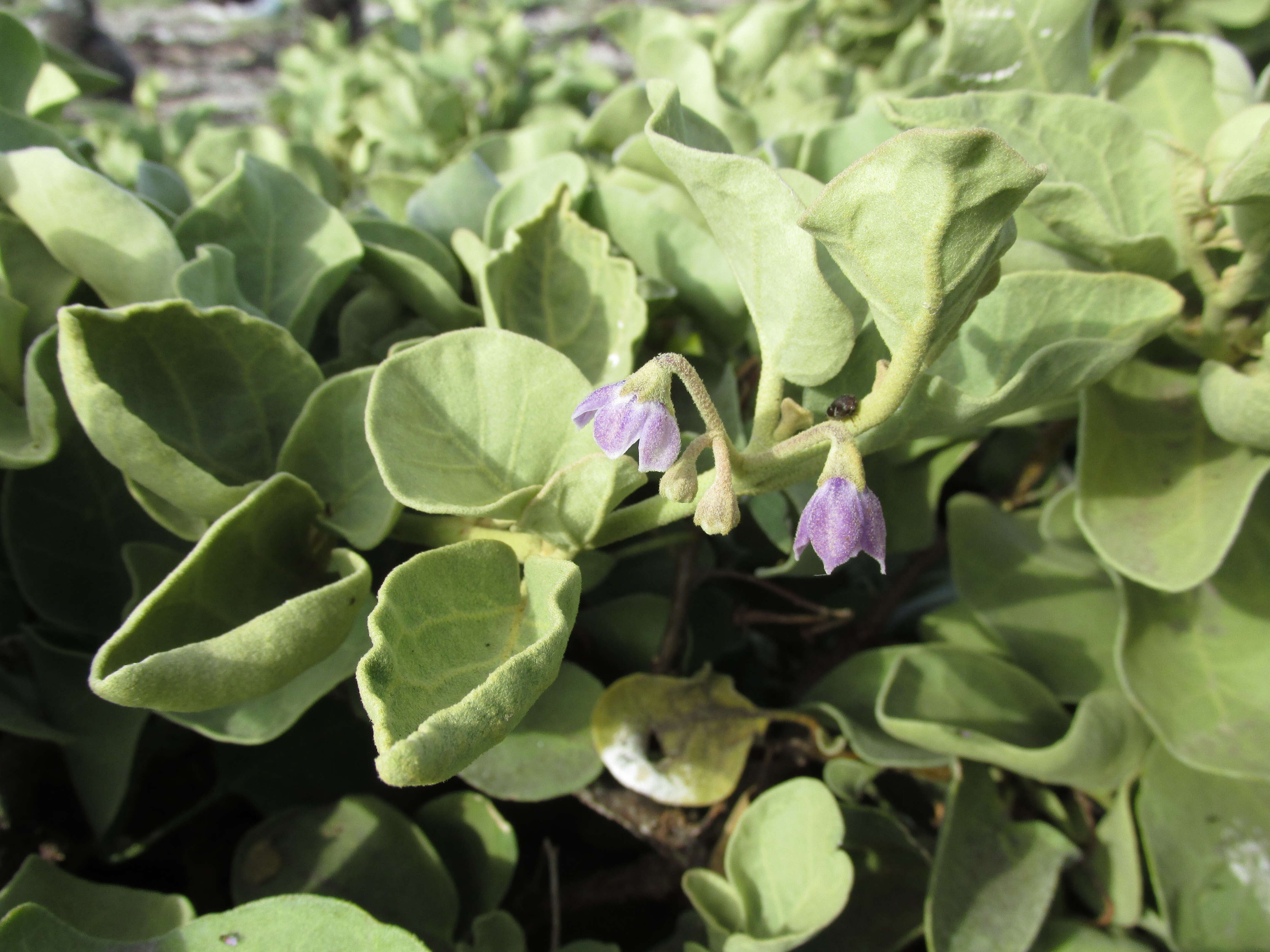 Image de Solanum nelsonii Dun.