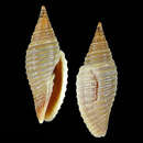 Image of Imbricaria philpoppei (Poppe, Tagaro & R. Salisbury 2009)