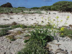 Image of Chinese mustard