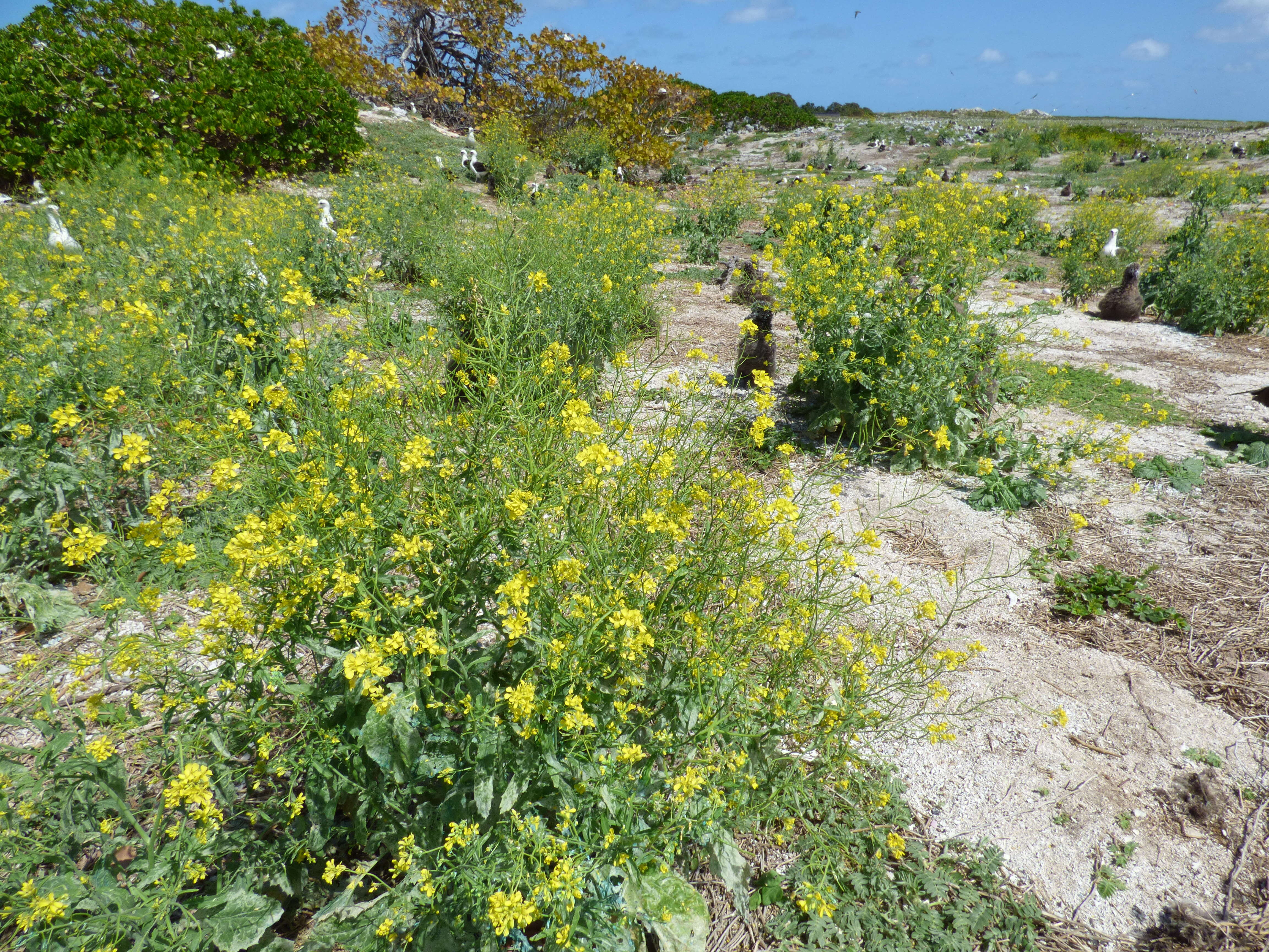 Image of Chinese mustard