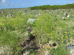 Слика од Brassica juncea (L.) Czern.