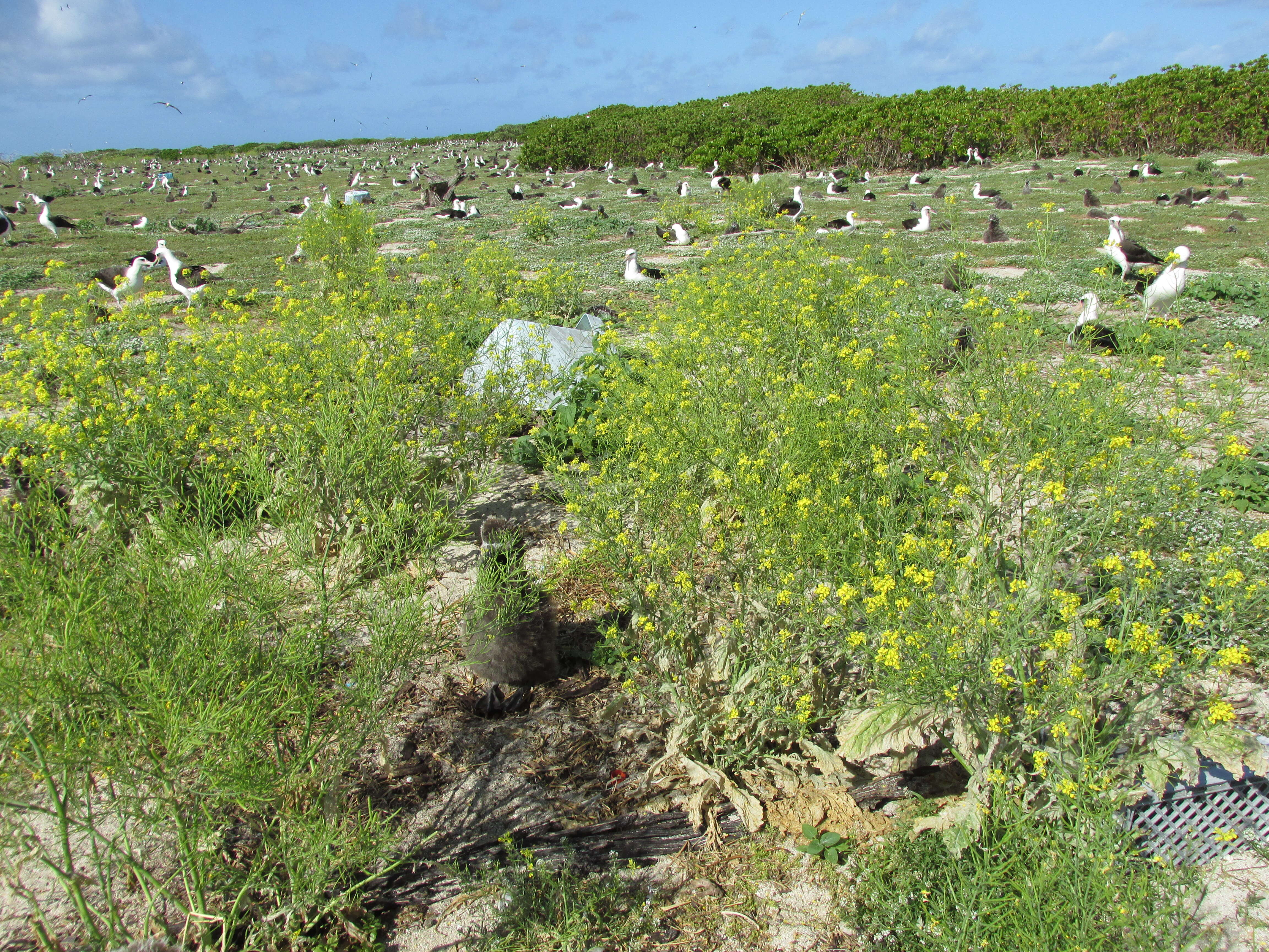 Image of Chinese mustard