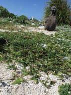 Image of Durban crowfoot grass