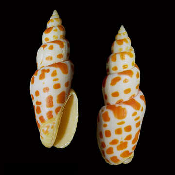 Image of Mitra magnifica Poppe & Tagaro 2006