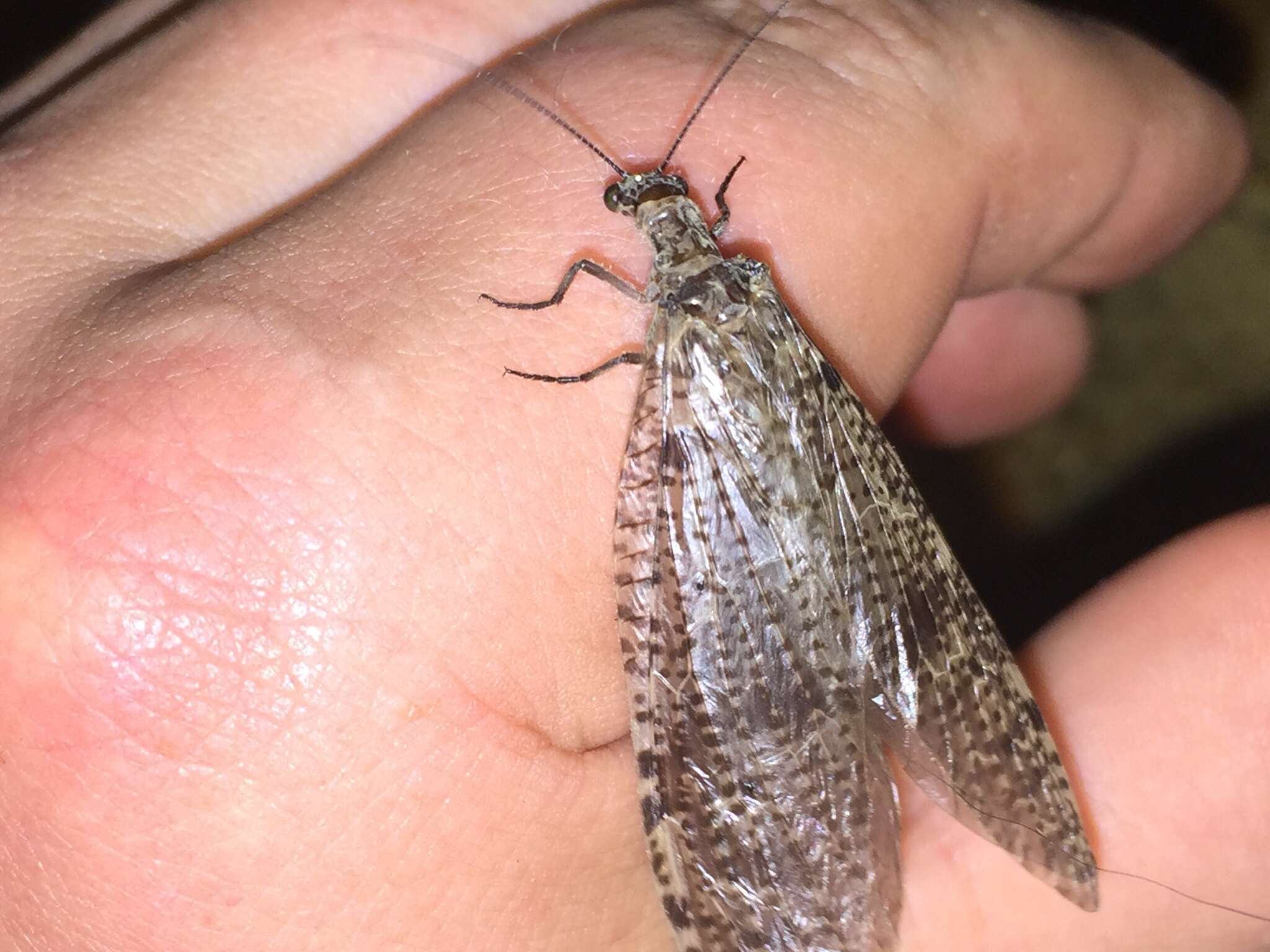 Image of New Zealand dobsonfly